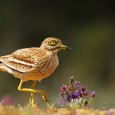 El alcaraván (Burhinus oedicnemus) es una especie de ave Charadriiforme de la familia Burhinidae. Es un ave migratoria de unos 40 cm de longitud. El nombre científico de la especie […]