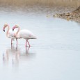 En las pasadas vacaciones de Semana Santa pude aprovechar para observar en libertad una de las aves que habitan en la Península Ibérica que más ganas tenía, el Flamenco (Phoenicopterus roseus). […]