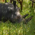 Dentro de poco y si no se remedia, las fotografías serán el único recuerdo que nuestros hijos podrán tener de los rinocerontes. Las fotografías en color de este reportaje fueron […]