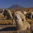 La dureza del altiplano permite una economía muy especial, ecológica y con identidad propia, que está en peligro por la producción masiva y la introducción de especies intrusivas en países […]